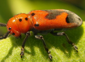 Tetraopes melanurus Tetraopes melanurus